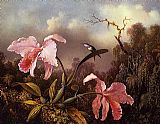 Orchids and Hummingbird  2